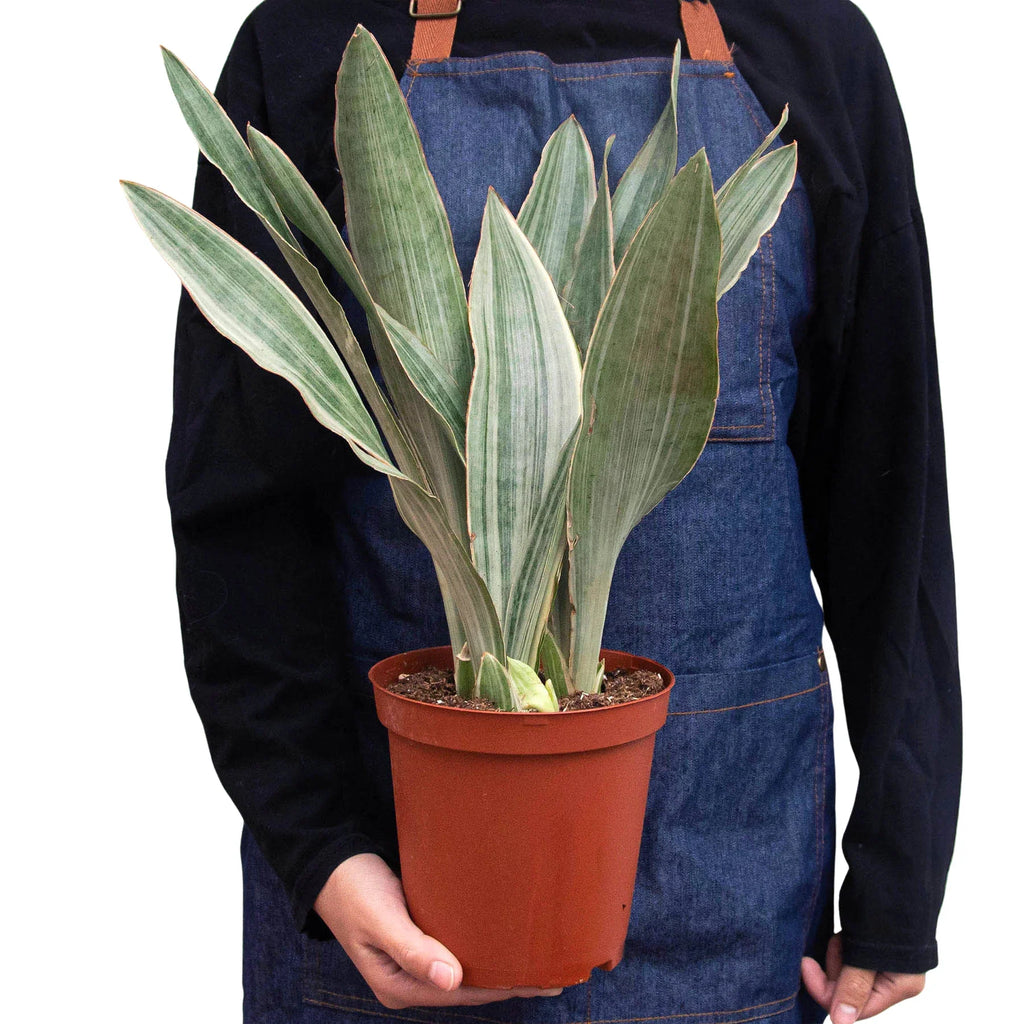 Snake Plant 'Sayuri' – view 3