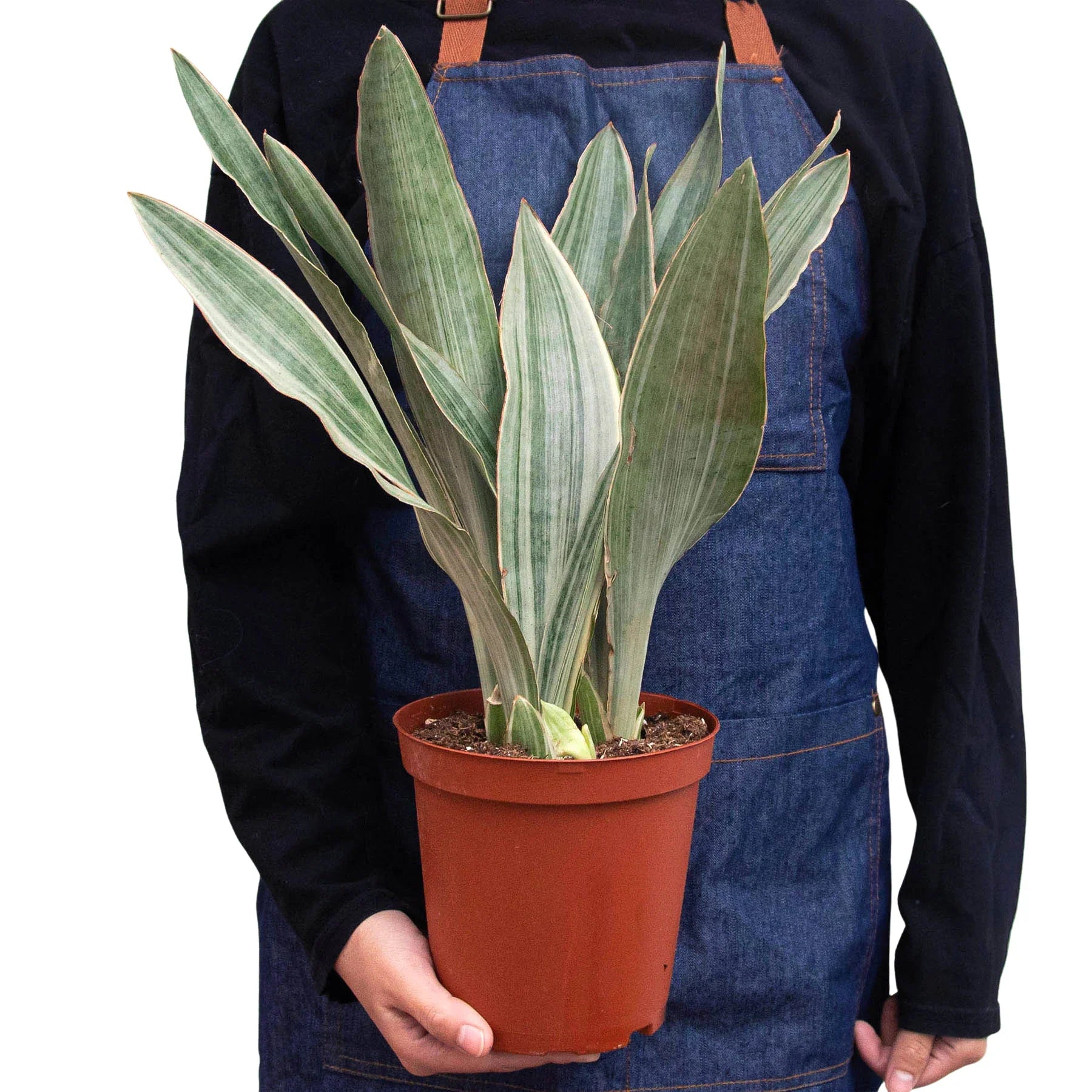 Snake Plant 'Sayuri' – view 3