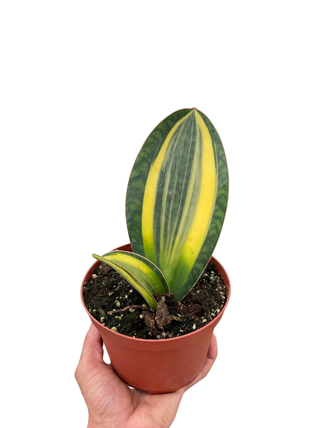 Variegated Shark Fin Snake Plant – view 3