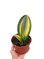 Variegated Shark Fin Snake Plant – view 3