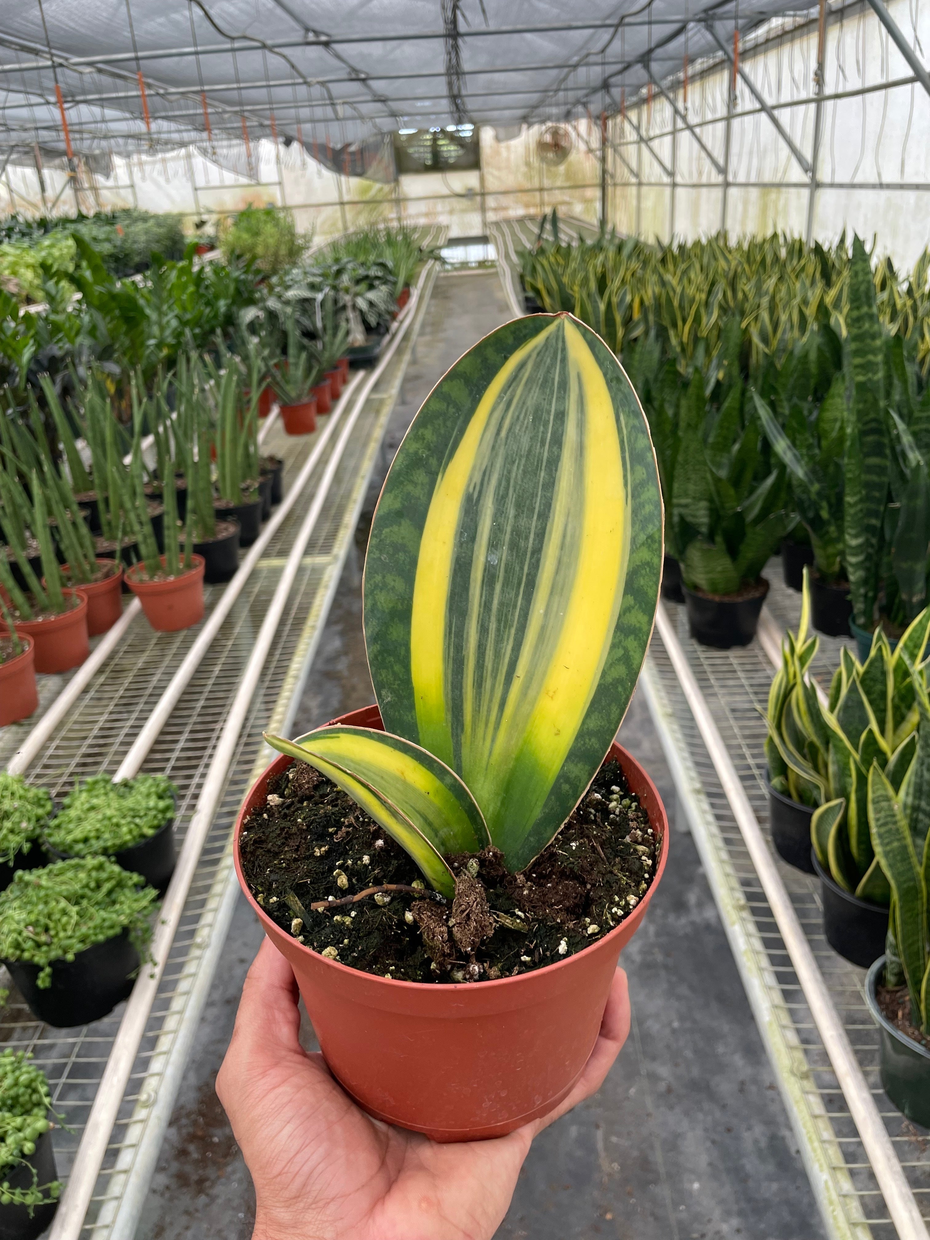 Variegated Shark Fin Snake Plant – view 2