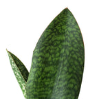 Shark Fin Snake Plant – view 2