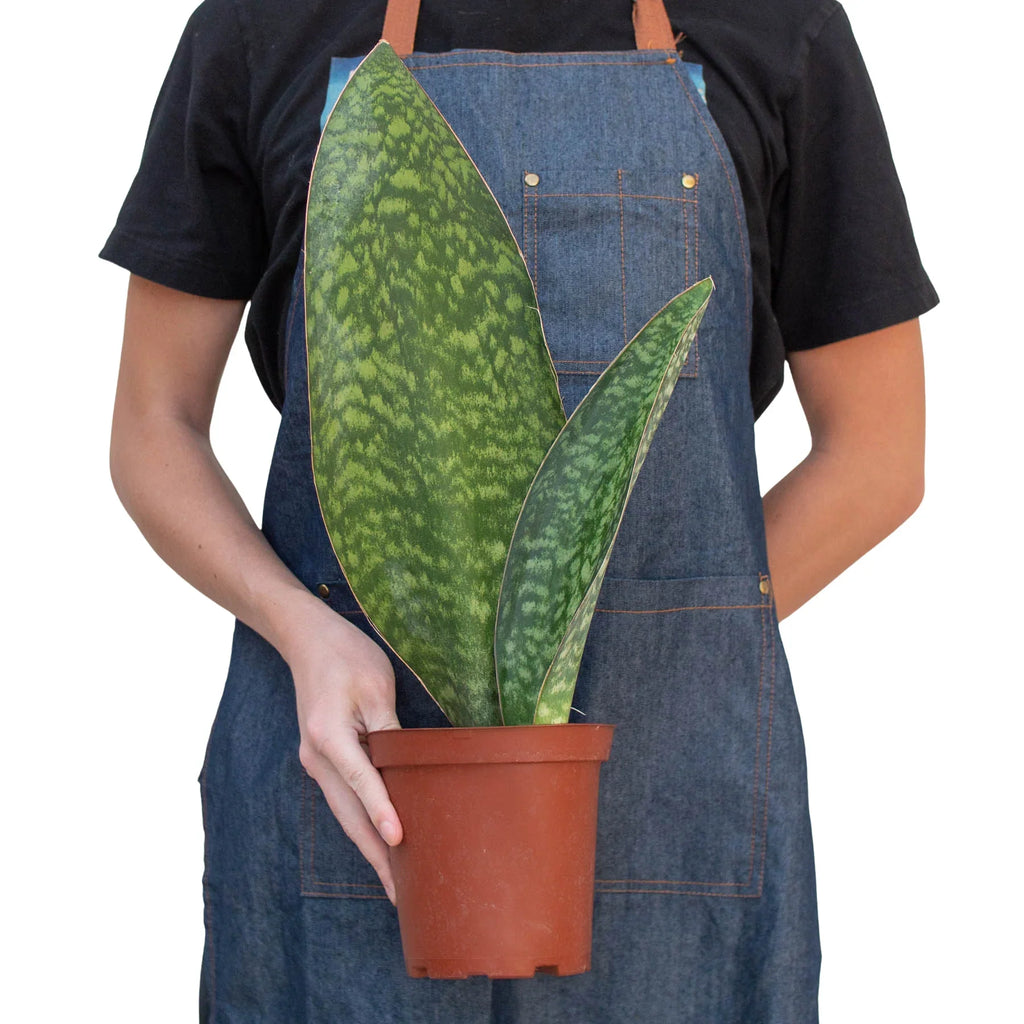 Shark Fin Snake Plant – view 3
