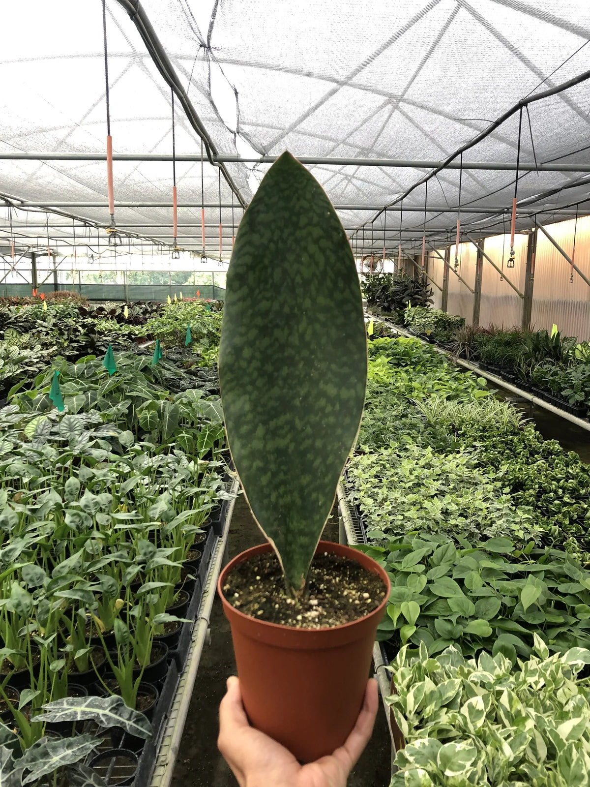 Shark Fin Snake Plant – view 4