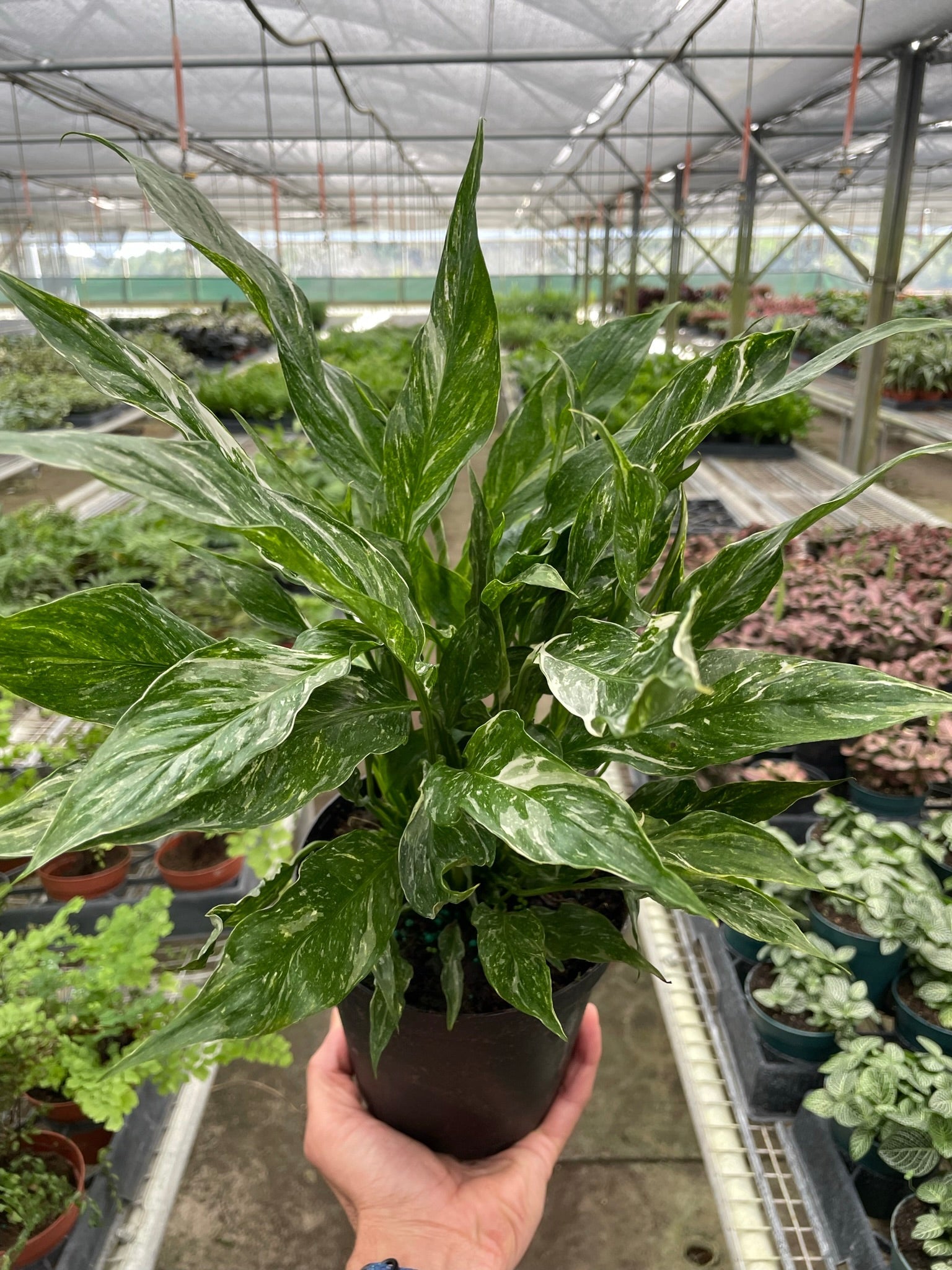 Variegated Spathiphyllum 'Domino' – view 2