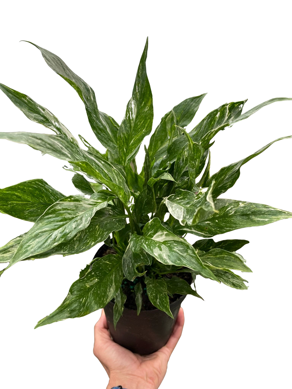 Variegated Spathiphyllum 'Domino' – view 5
