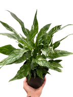 Variegated Spathiphyllum 'Domino' – view 5