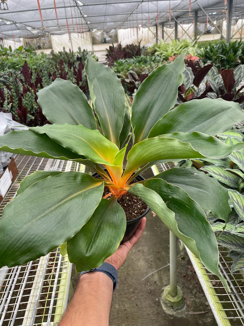 Spider Plant 'Fire Flash' – view 4