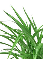 Spider Plant 'Green' – view 2