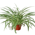 Spider Plant Reverse