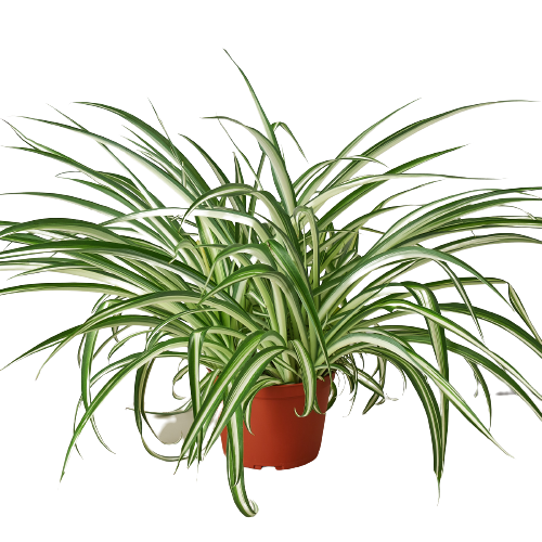Spider Plant Reverse