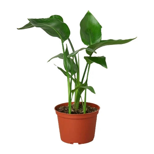 White Bird of Paradise 'Strelitzia Nicolai' – view 3