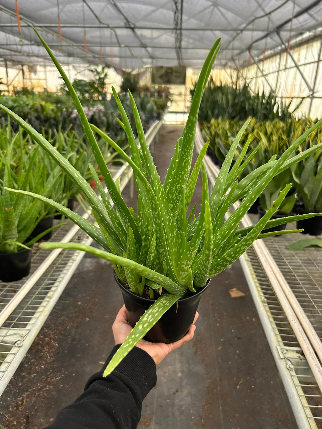 Aloe Vera – view 7