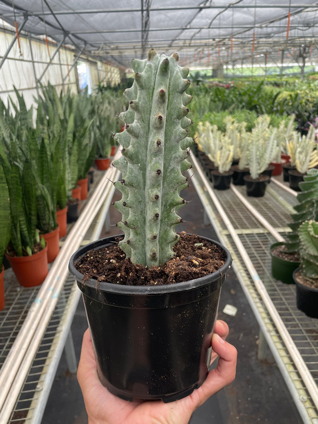 Succulent Cactus Ghost White Boobie – view 2