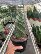 Cereus forbesii 'Spiralis' – view 2
