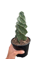 Cereus forbesii 'Spiralis' – view 4