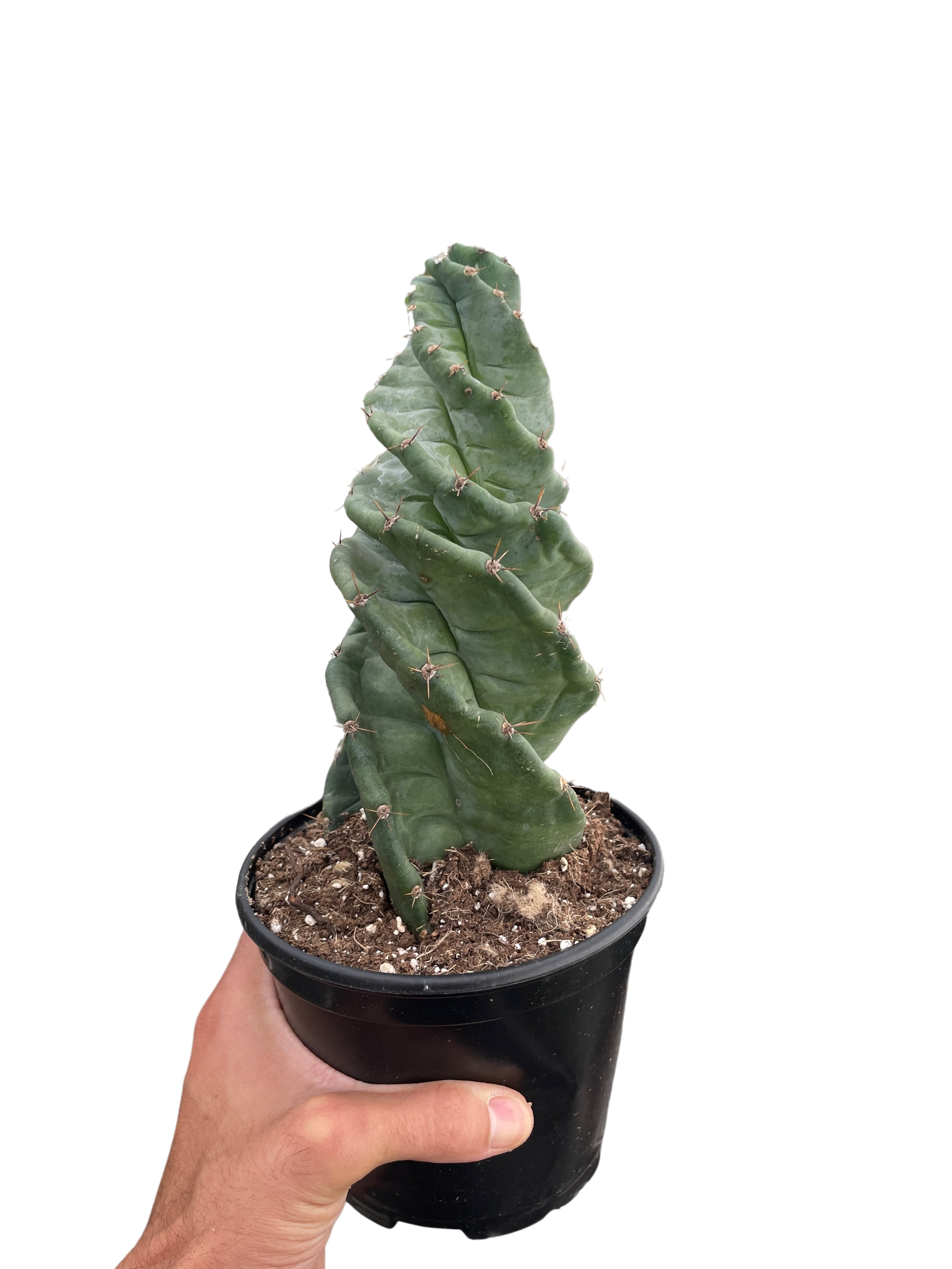 Cereus forbesii 'Spiralis' – view 4
