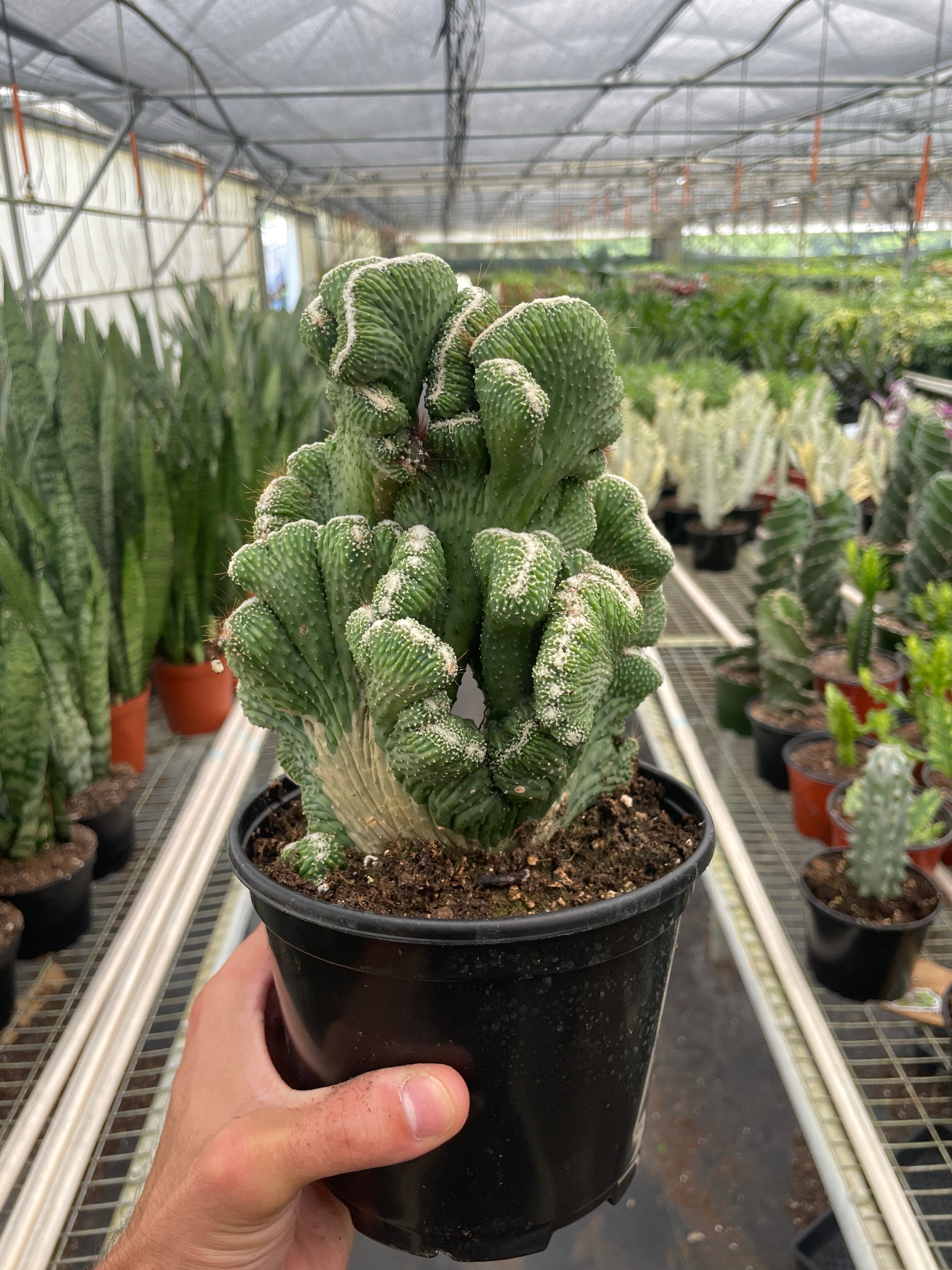 Succulent Cereus Coral Green – view 2