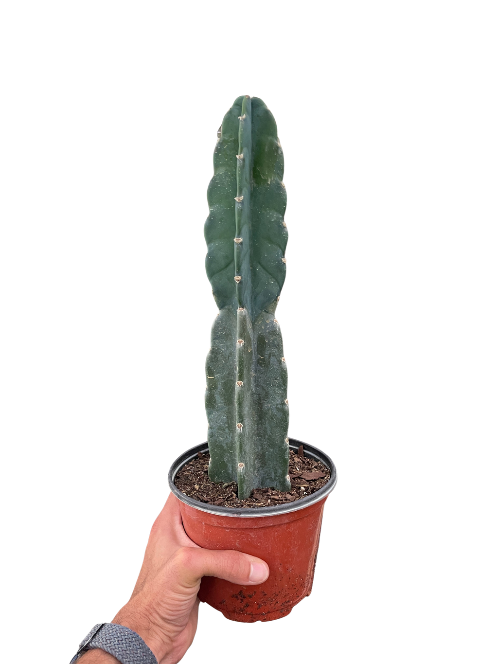Succulent Cereus Cuddly Cactus – view 2