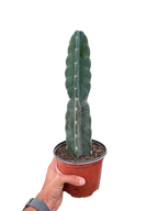 Succulent Cereus Cuddly Cactus – view 2