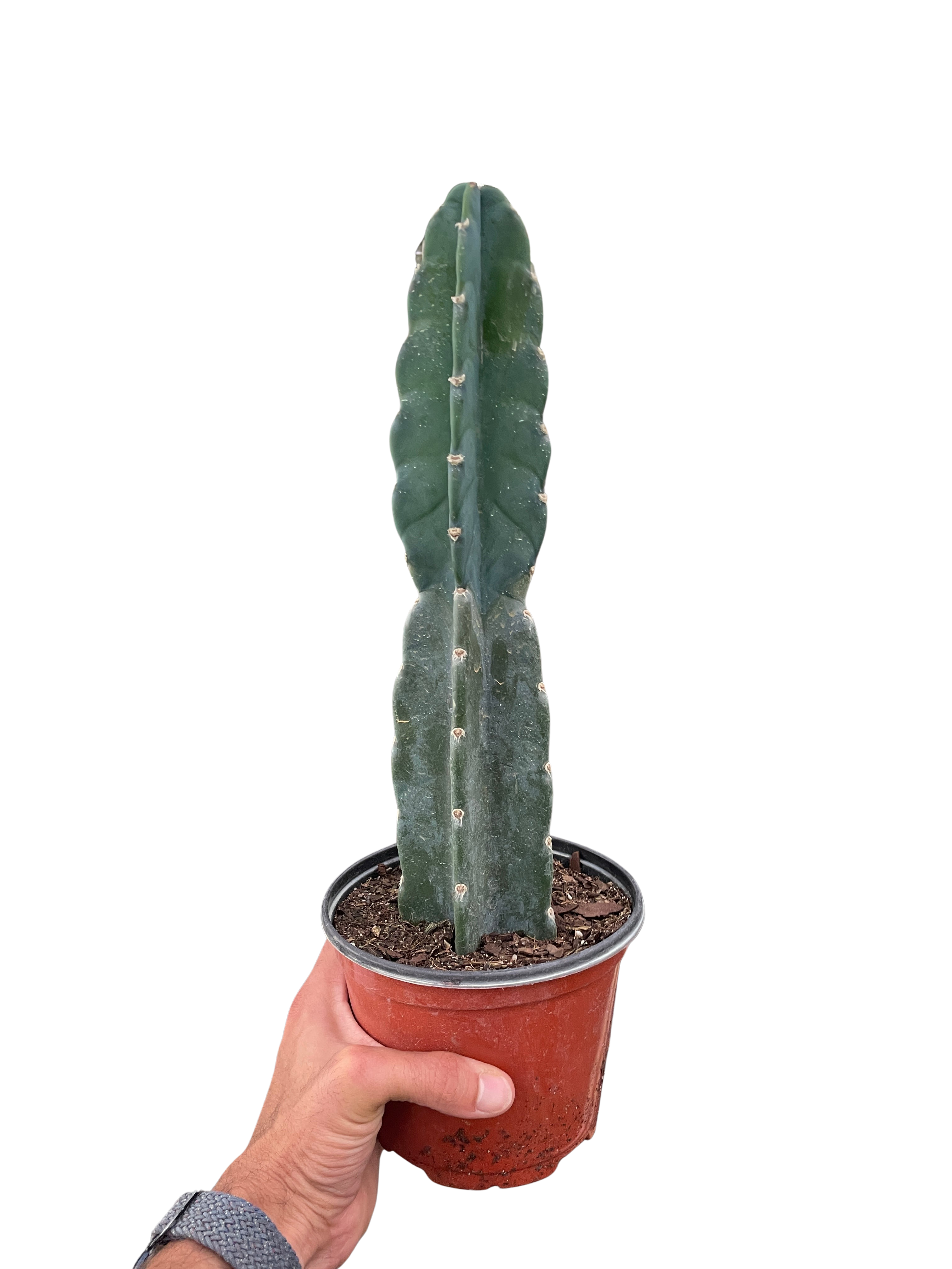Succulent Cereus Cuddly Cactus – view 2