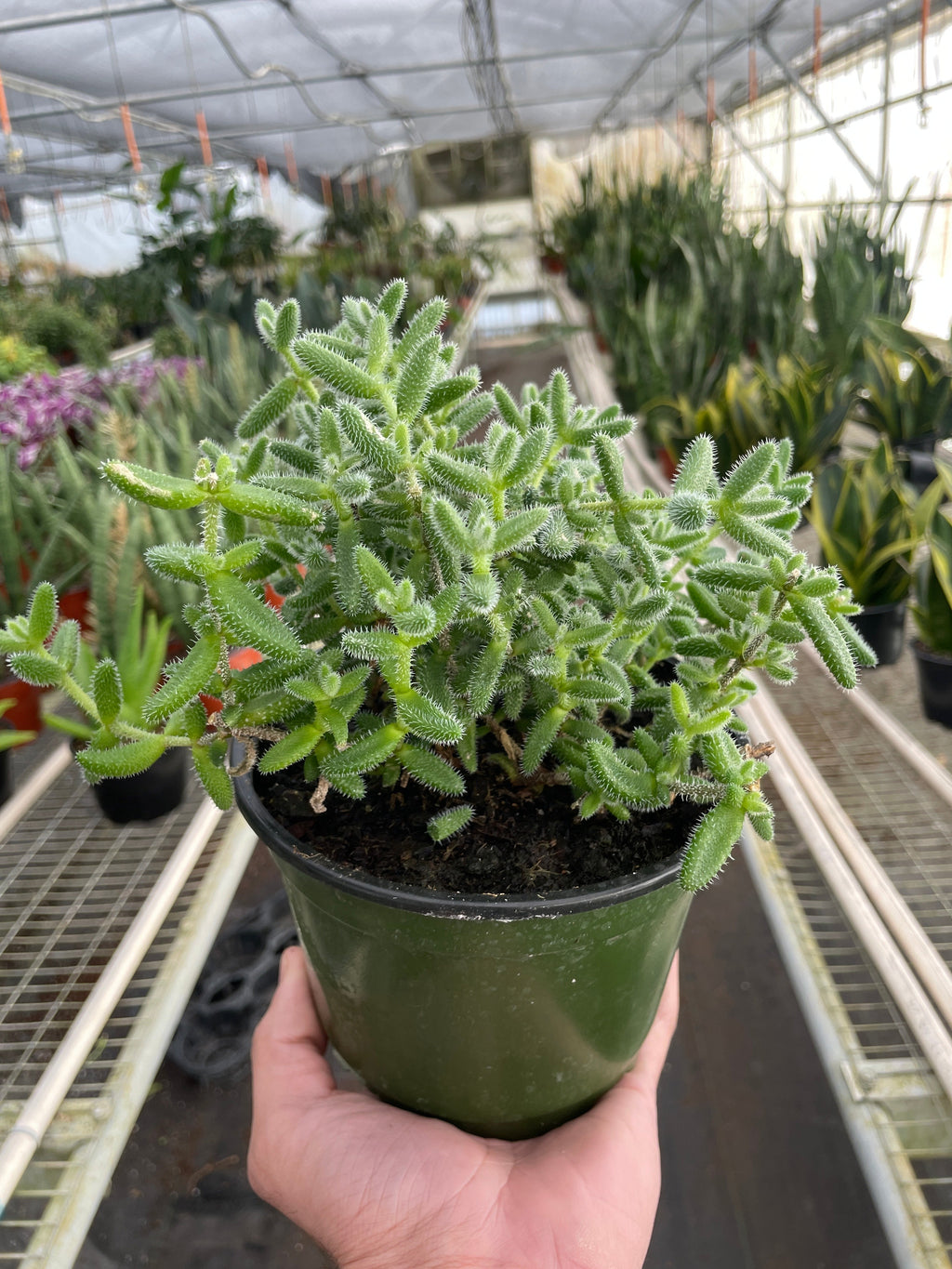 Delosperma echinatum 'Pickle Plant' – view 4