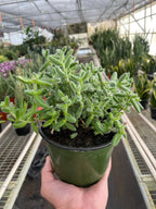 Delosperma echinatum 'Pickle Plant' – view 4