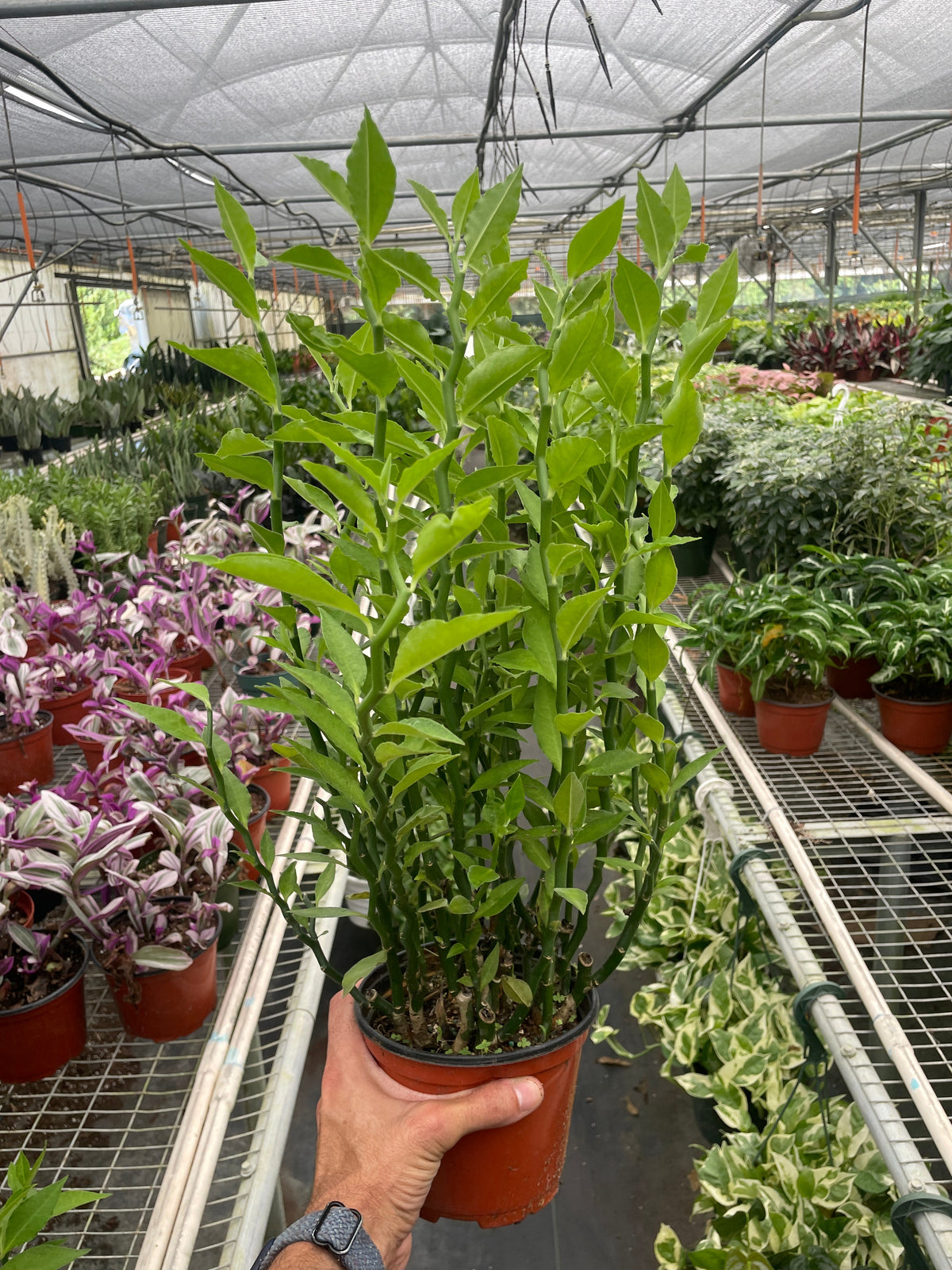 Devil's Backbone Euphorbia – view 4