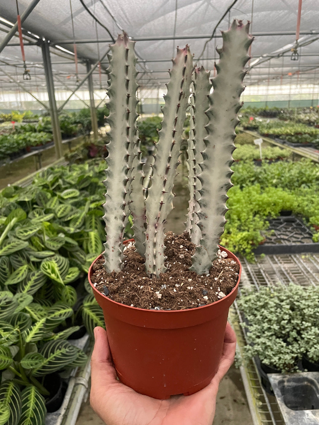 Succulent Euphorbia 'Dragon Bone' – view 4