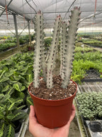 Succulent Euphorbia 'Dragon Bone' – view 4