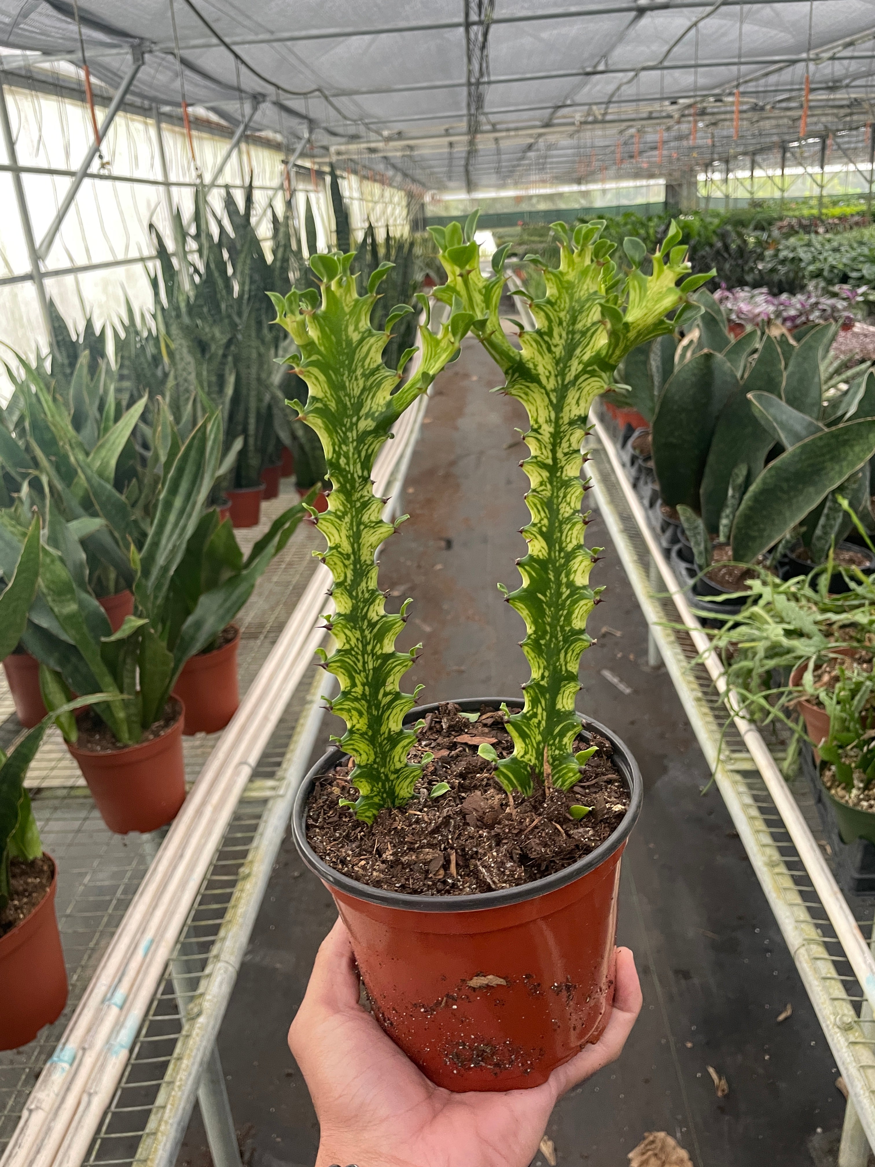 Euphorbia 'Mint Cream' – view 2