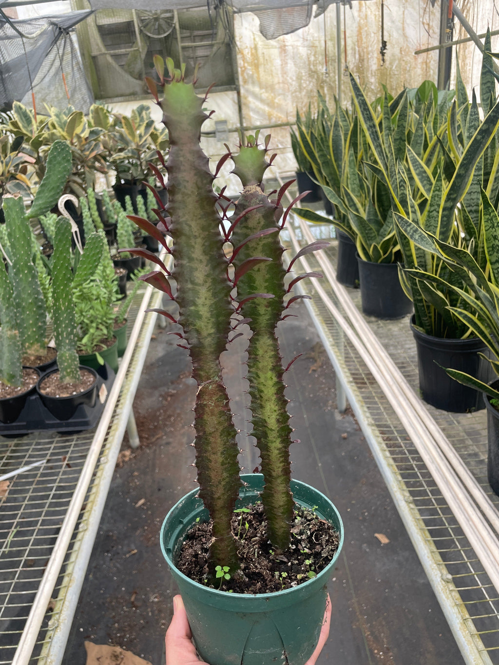 Succulent Euphorbia 'Trigona Rubra' – view 4