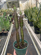 Succulent Euphorbia 'Trigona Rubra' – view 4