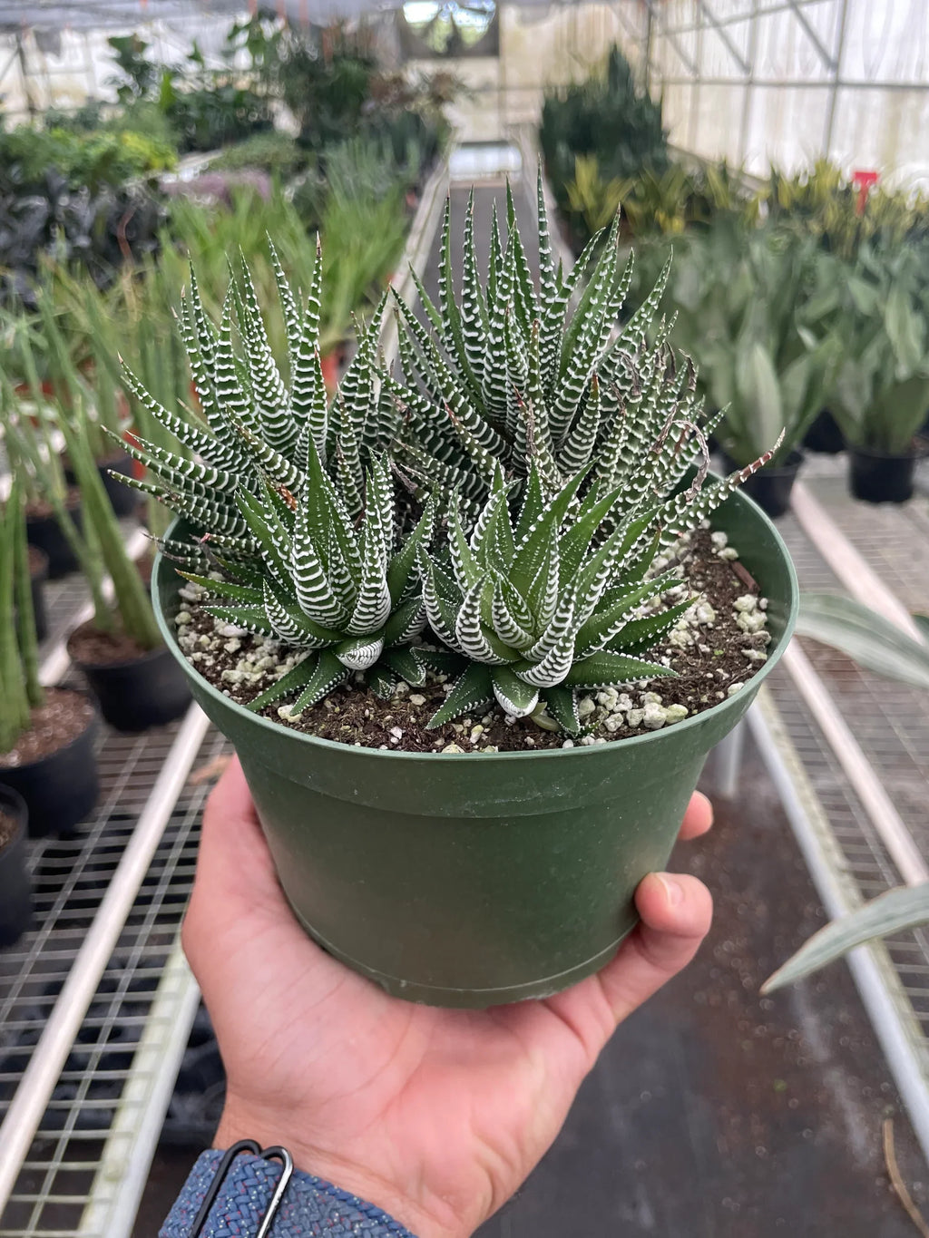 Zebra Succulent – view 3