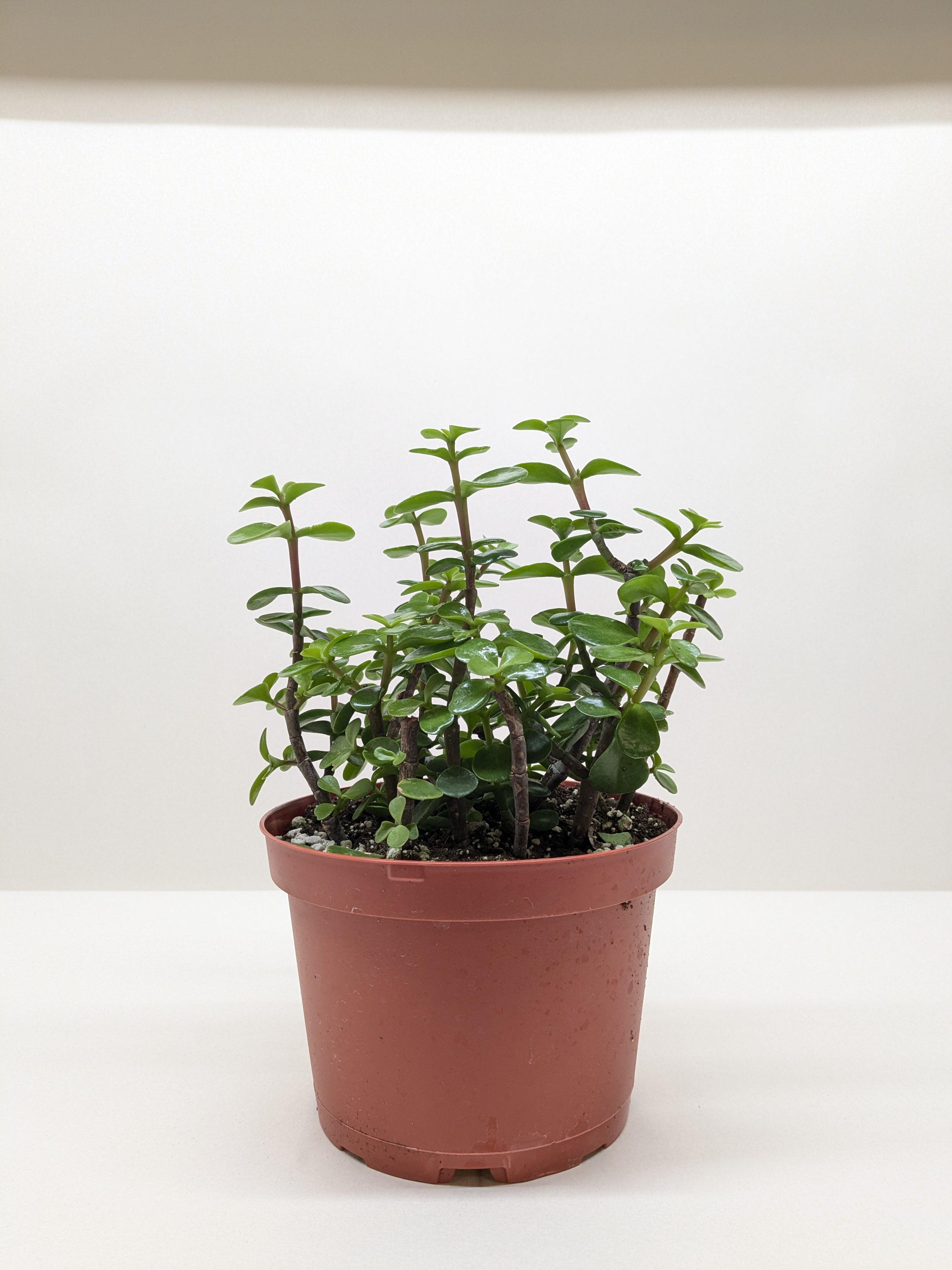 Succulent 'Elephant Bush' – view 4