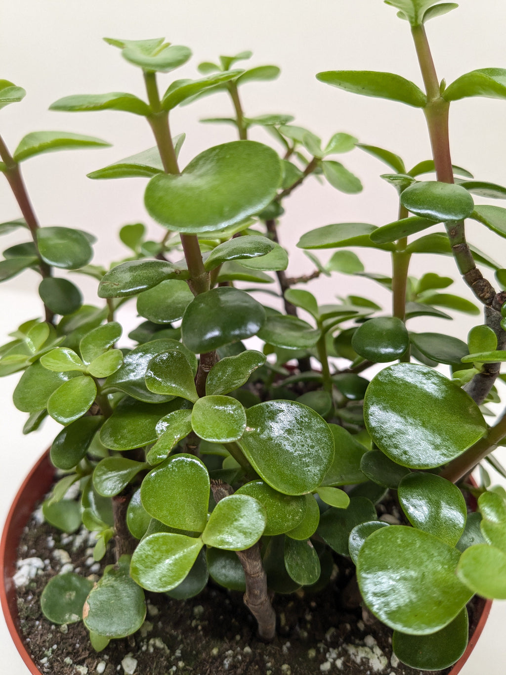 Succulent 'Elephant Bush' – view 5