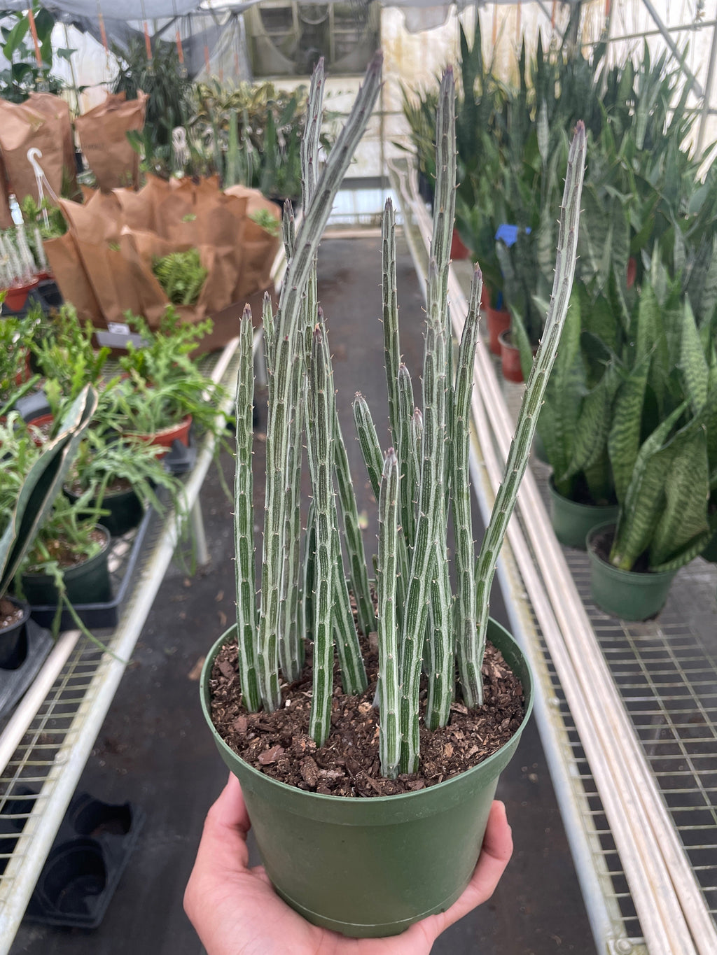 Senecio Stapeliiformis Pickle Plant – view 3