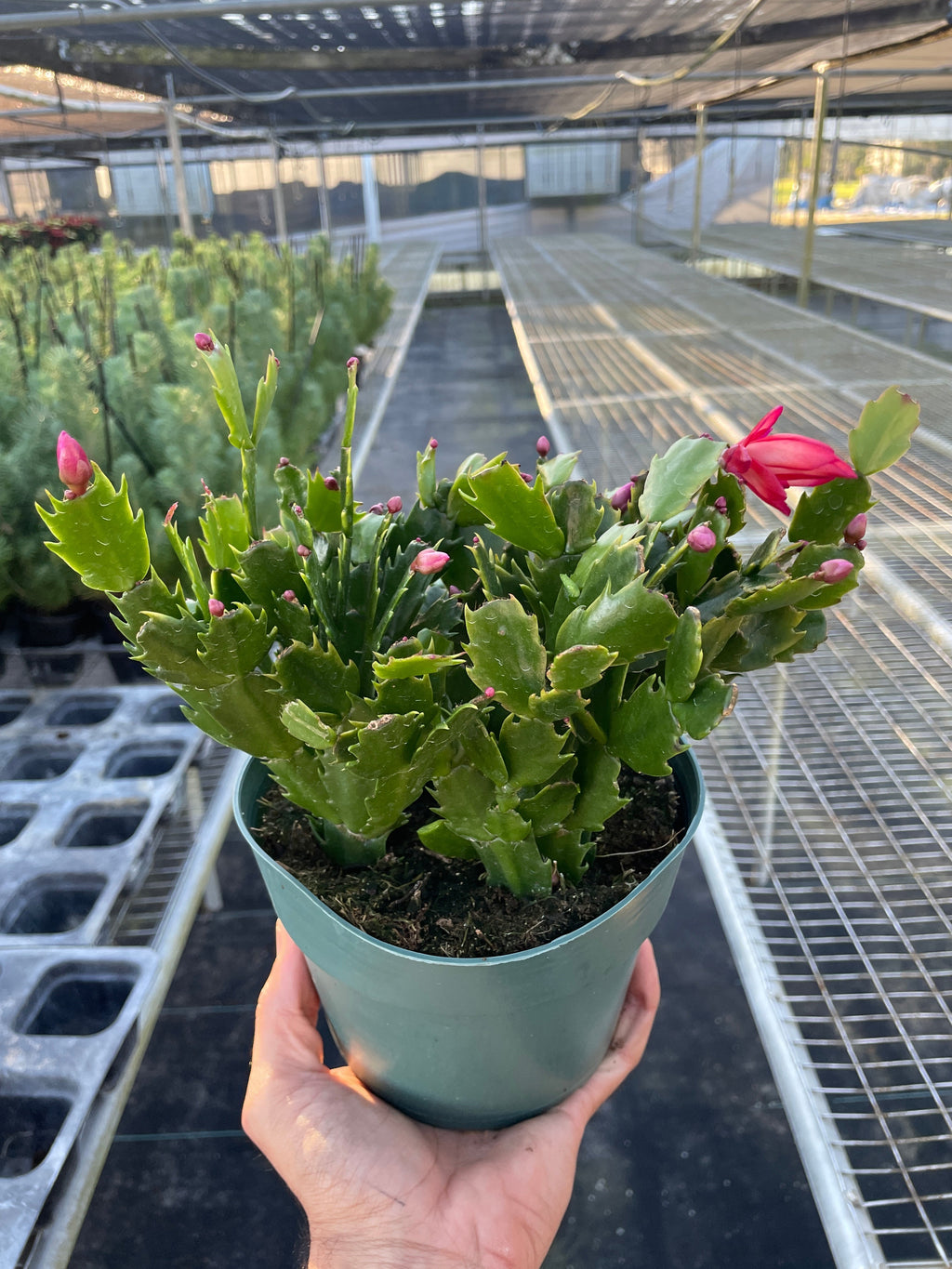Zygocactus 'Christmas Cactus' – view 4