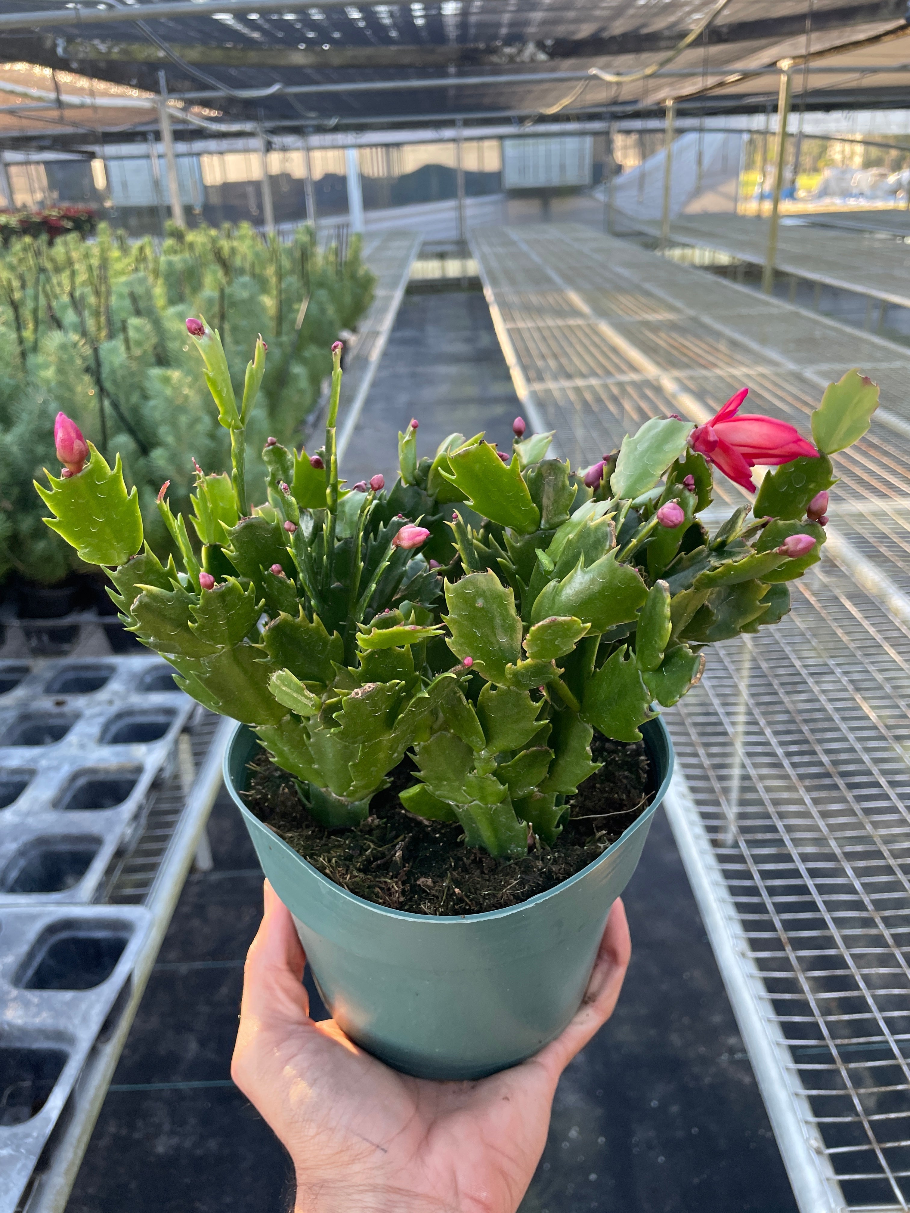Zygocactus 'Christmas Cactus' – view 4