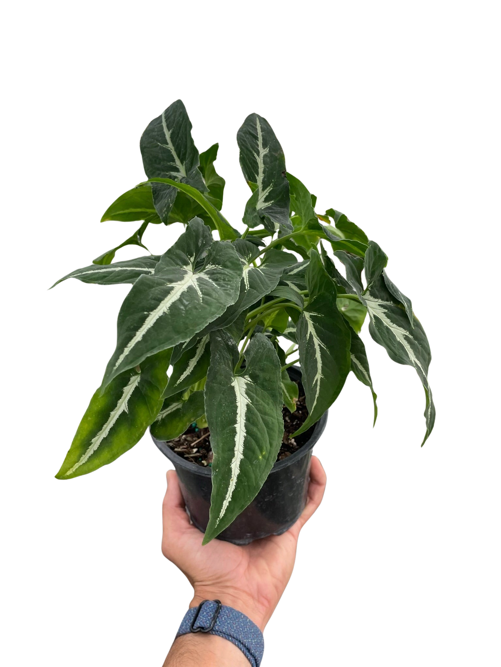 Syngonium wendlandii 'Black Velvet' – view 4