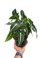 Syngonium wendlandii 'Black Velvet' – view 4
