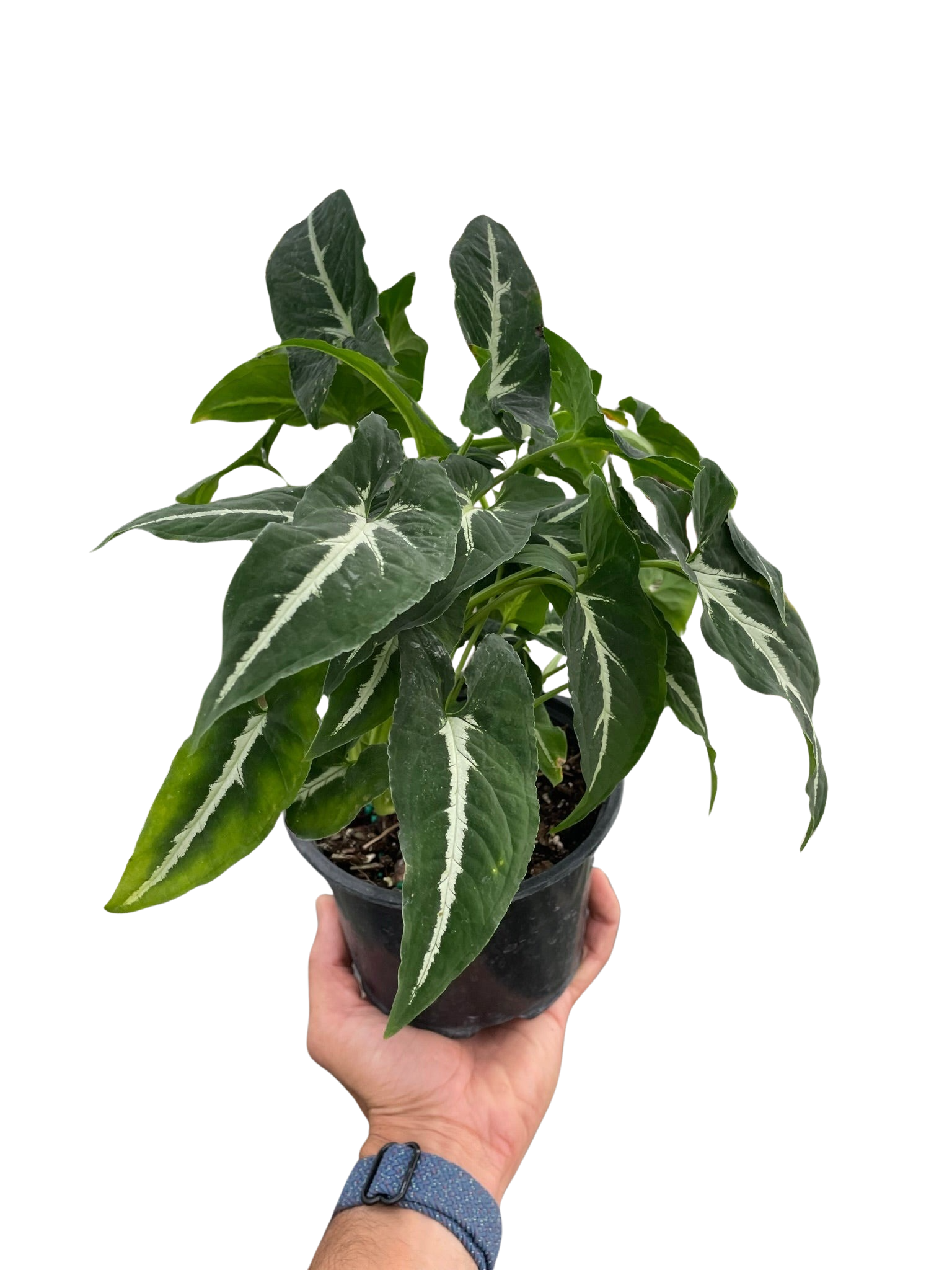 Syngonium wendlandii 'Black Velvet' – view 4