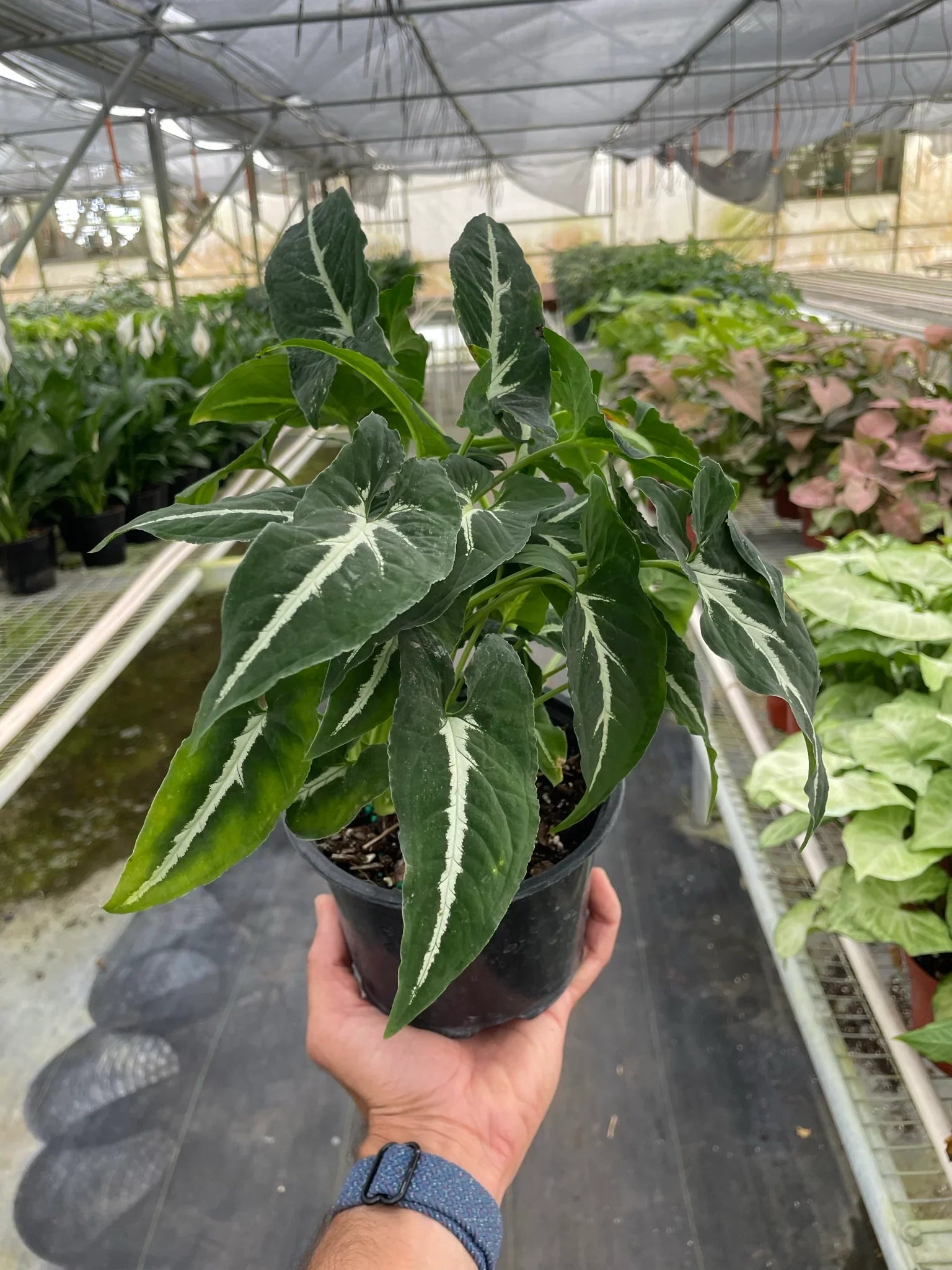 Syngonium wendlandii 'Black Velvet' – view 5