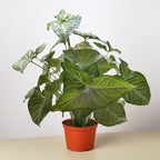 Syngonium 'Confetti' – view 4