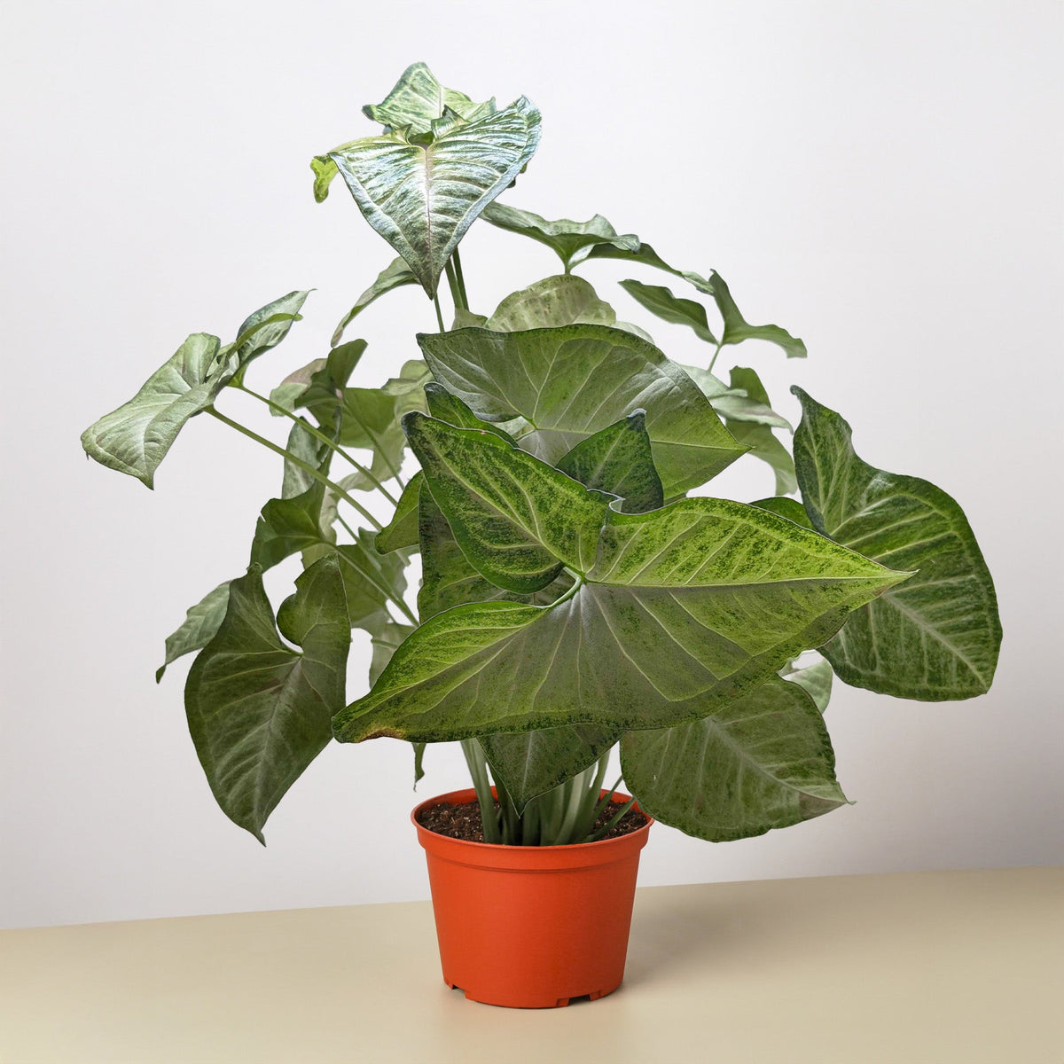 Syngonium 'Confetti' – view 4