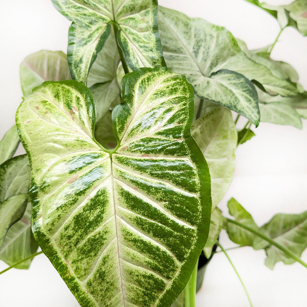 Syngonium 'Confetti' – view 5