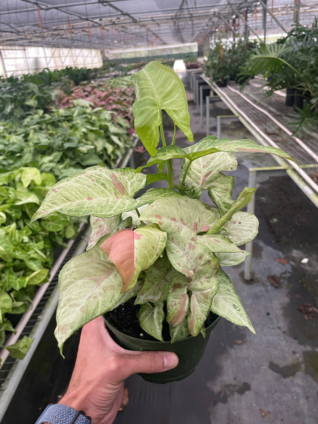 Syngonium 'Confetti' – view 6