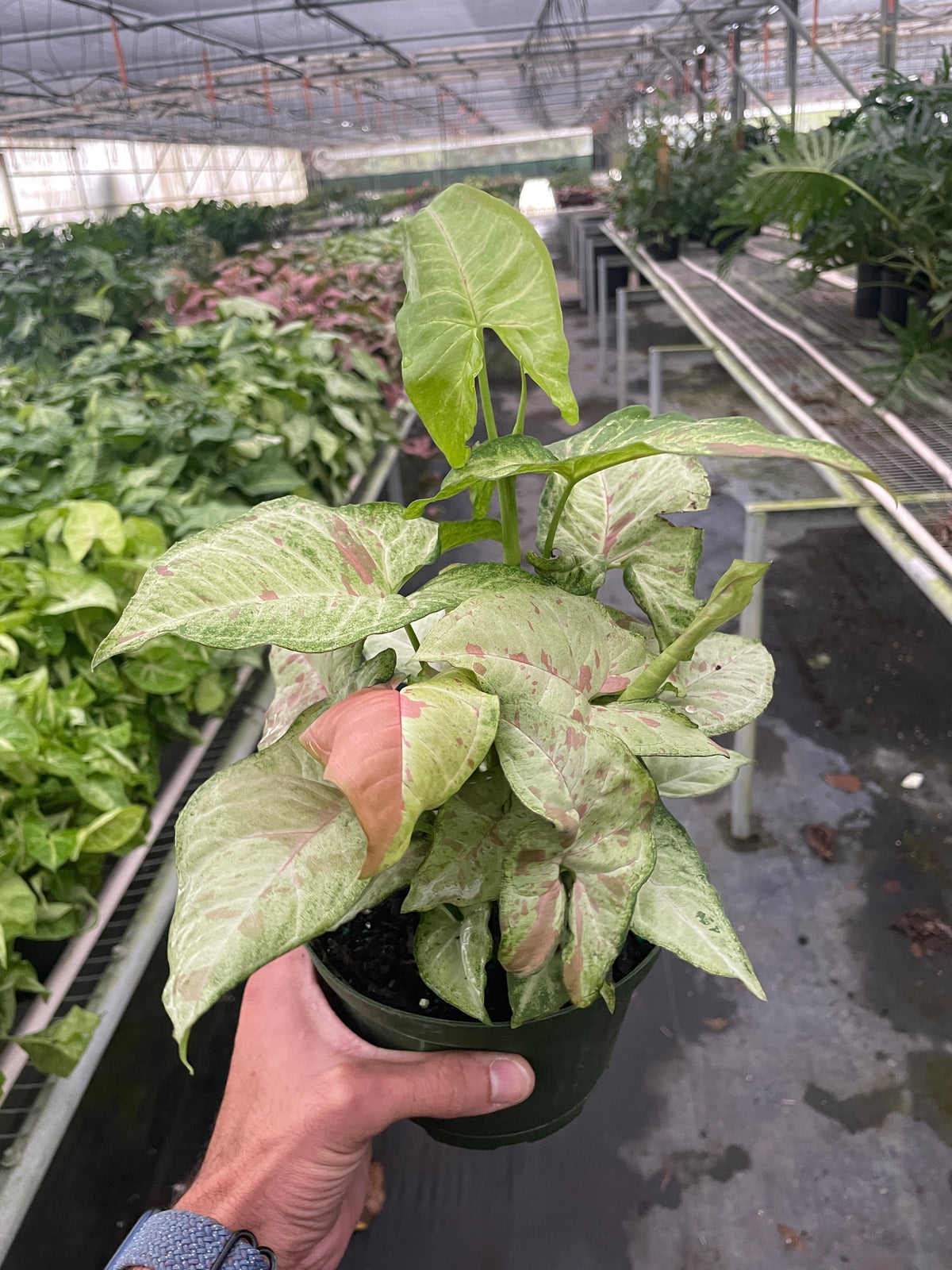 Syngonium 'Confetti' – view 6