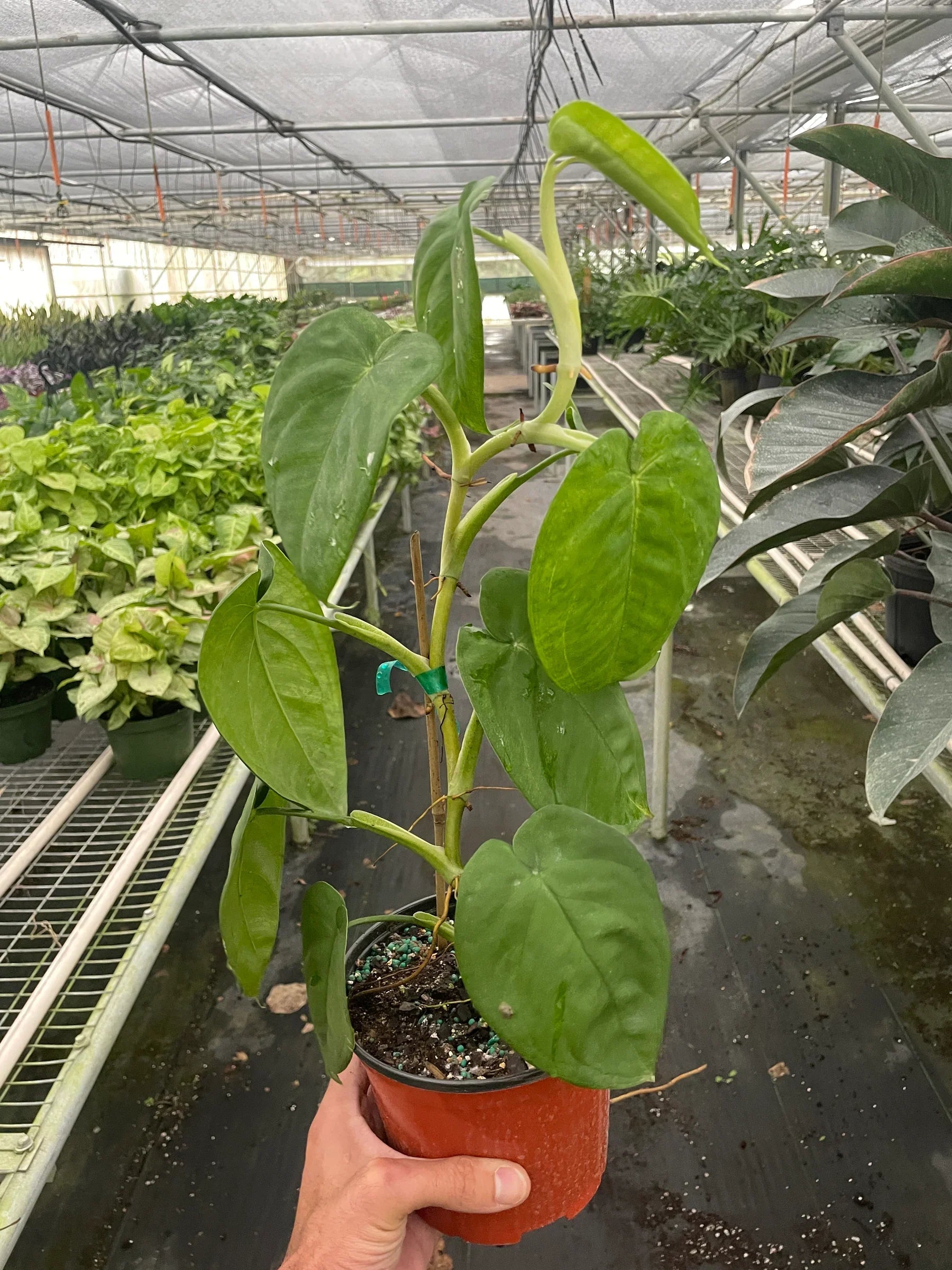 Syngonium 'Ice Frost' – view 3