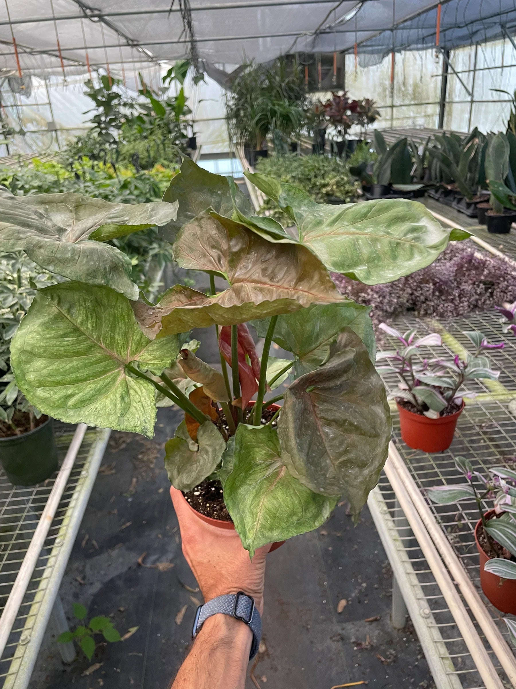 Syngonium Merry – view 5